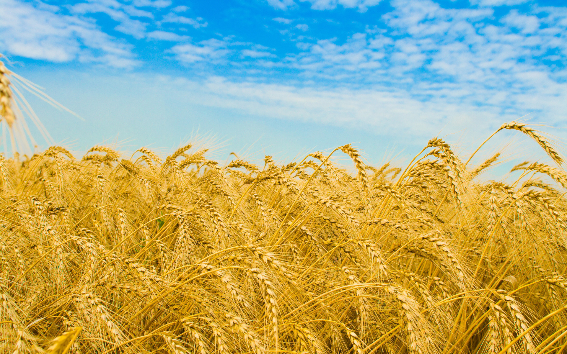 Россия собрала 120,7 млн т зерна в чистом весе