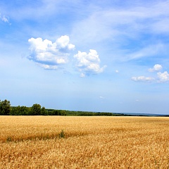 Урожай 2021: << Из-за жары зерно мелкое и щуплое>>